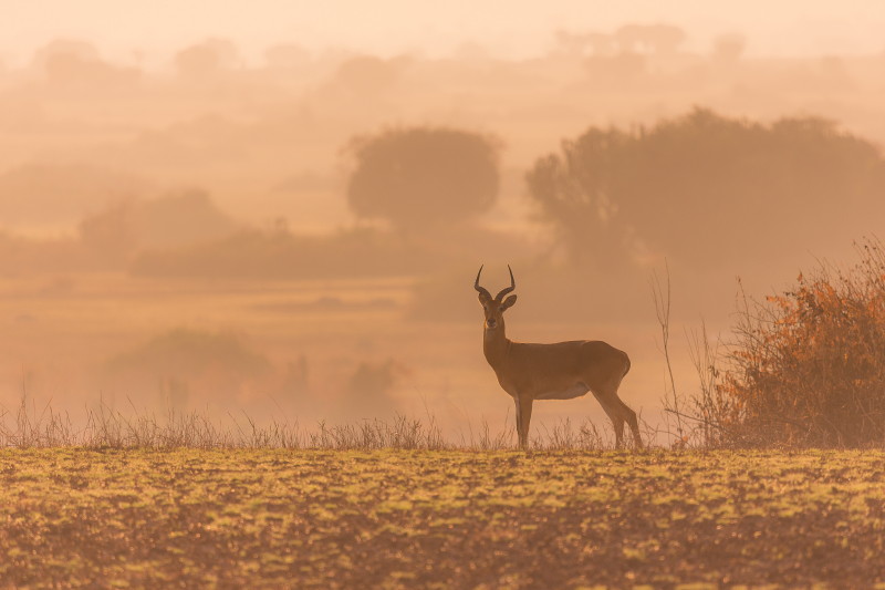 42 Oeganda, Queen Elizabeth NP, oegandese kob.jpg